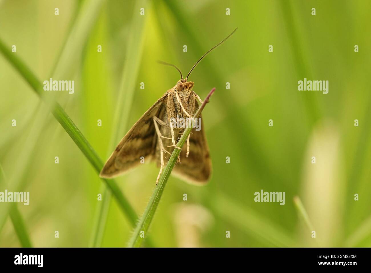 Frontal closeup of the Small Yellow Underwing,  Panemeria tenebr Stock Photo