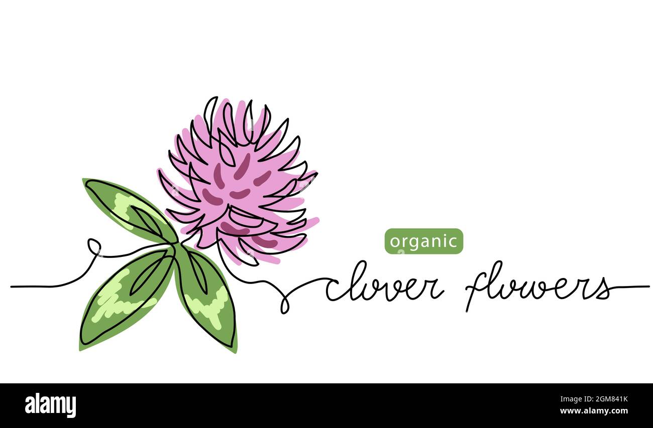 Clover flower one line art drawing. Simple vector line illustration with  lettering clover flowers. Background for label design of medical herb Stock  Vector Image & Art - Alamy