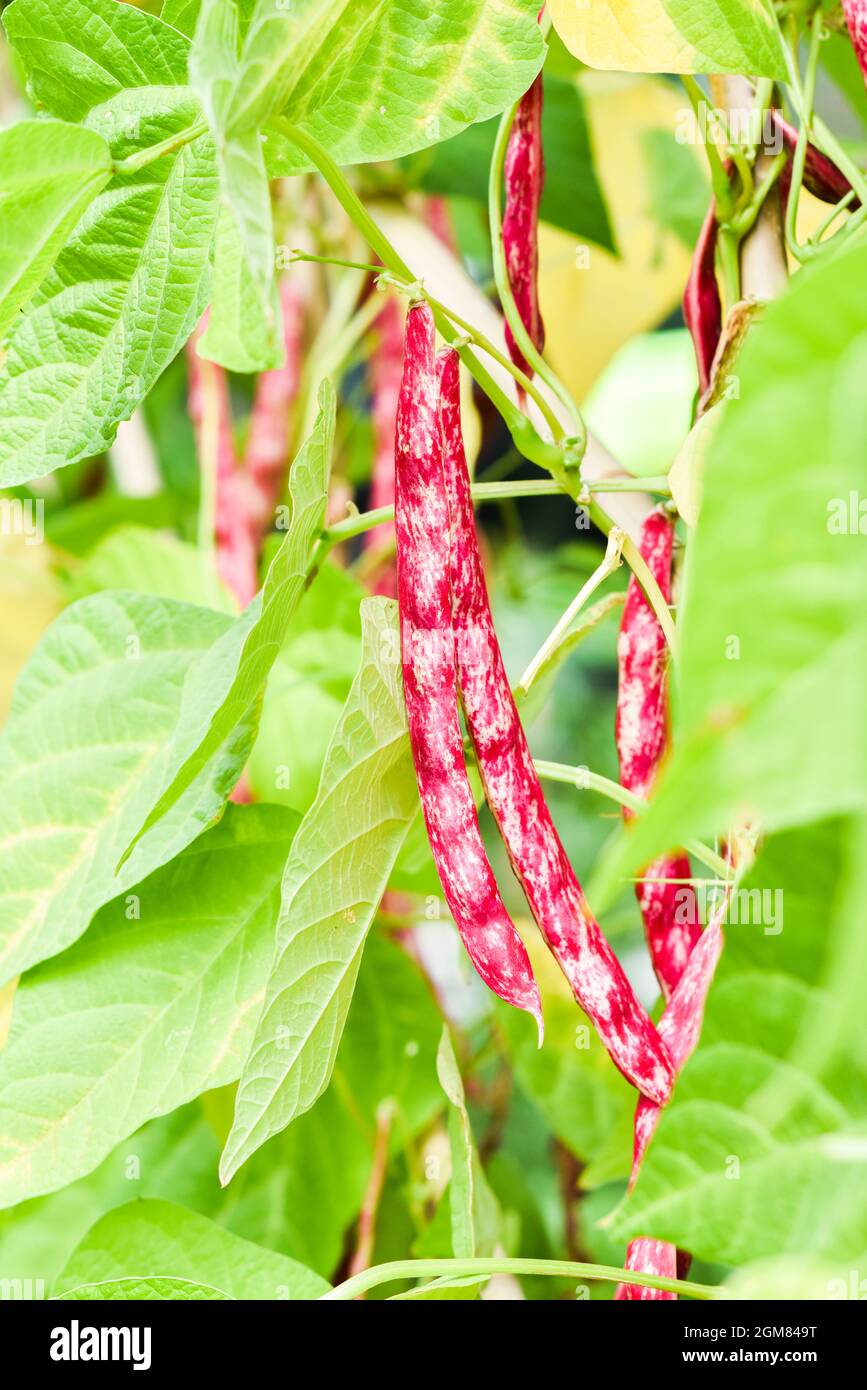 Kidney bean growing hires stock photography and images Alamy