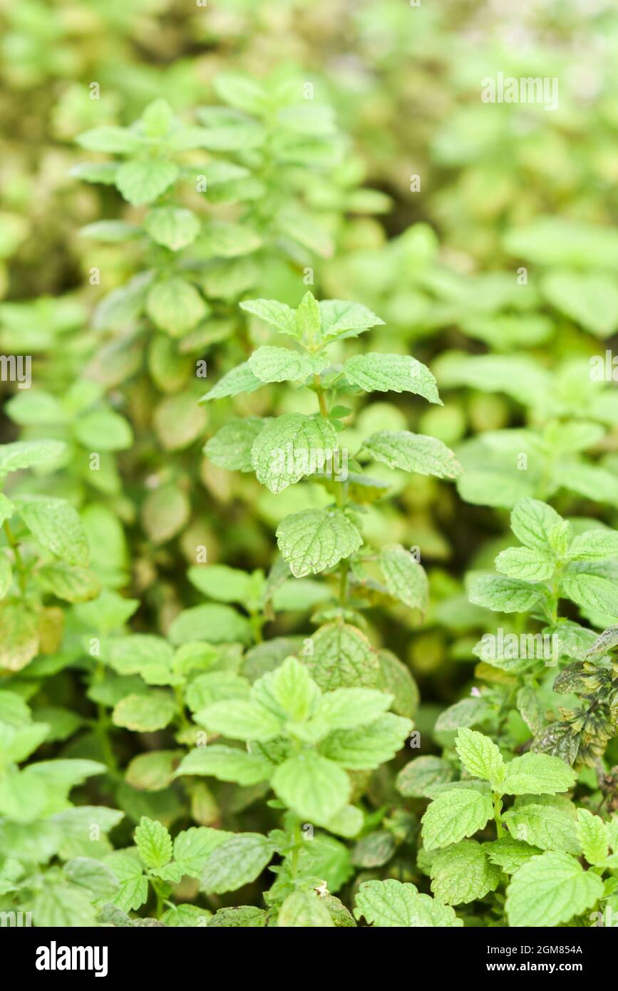 Mint growing in a natural organic garden. Selective focus Stock Photo Alamy
