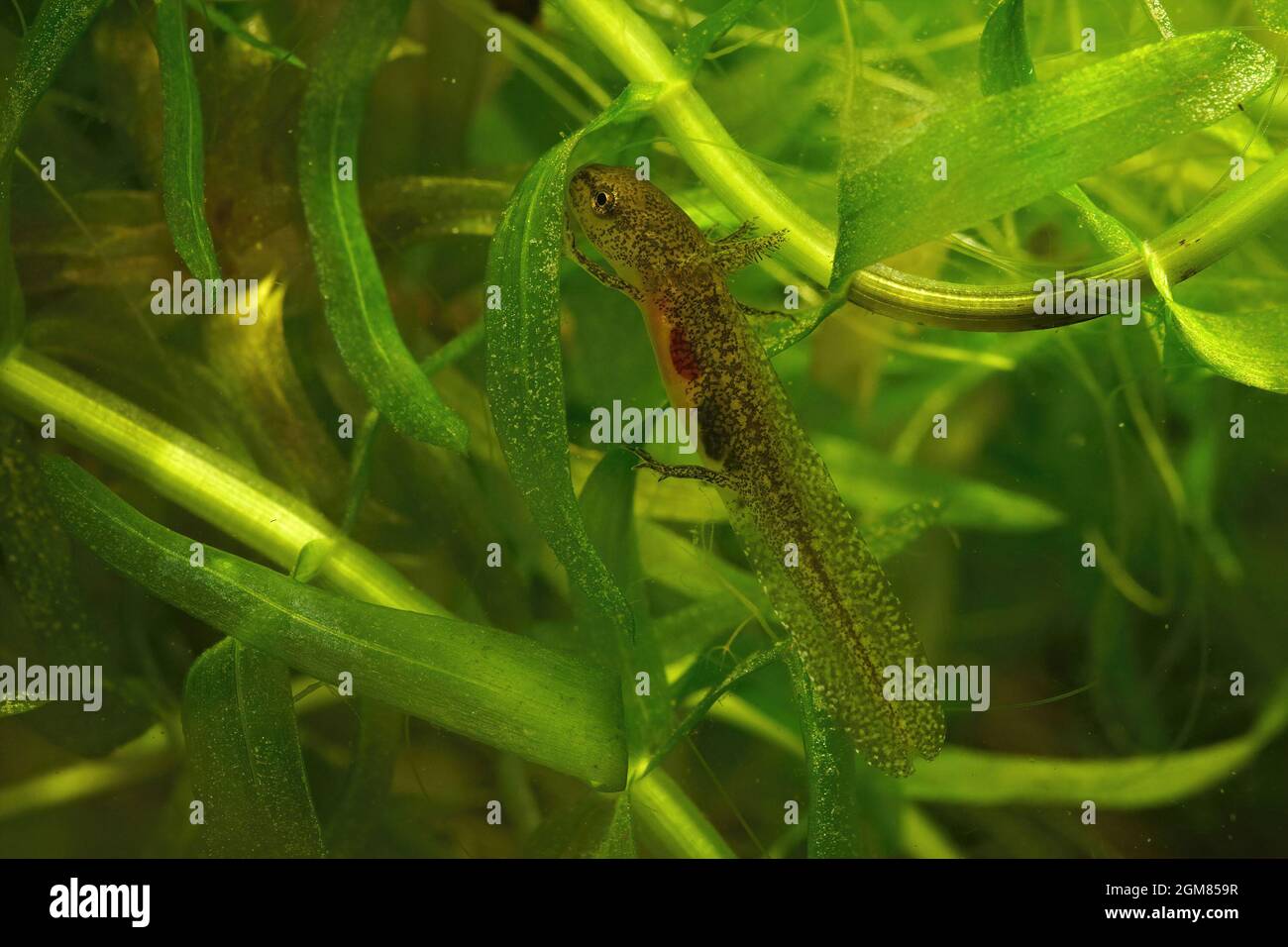 Closeup on an aquatic larval Carpathian newt, Lissotriton montandoni Stock Photo