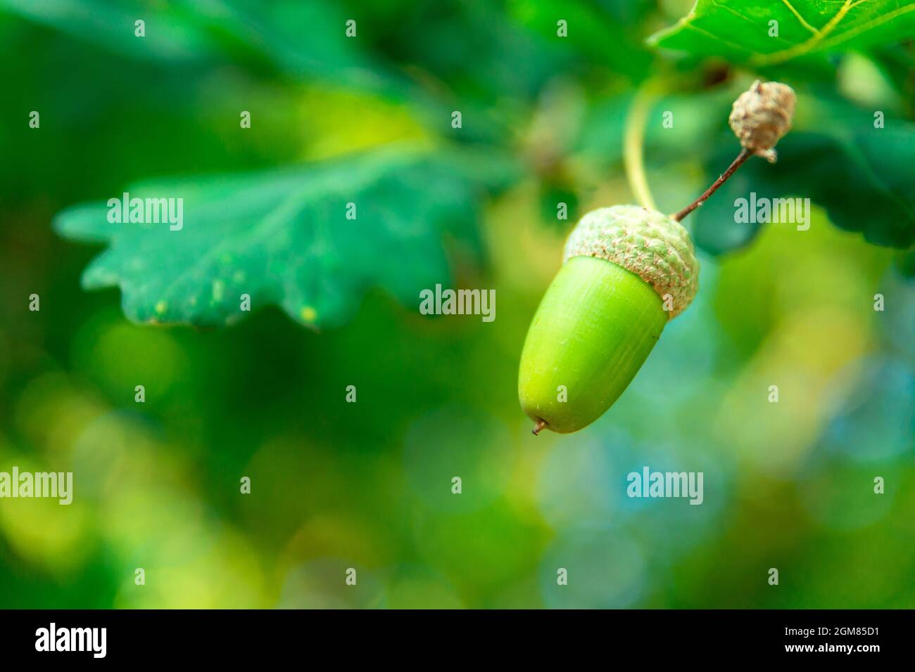 Acorn on a green background of oak leaves, summer view Stock Photo