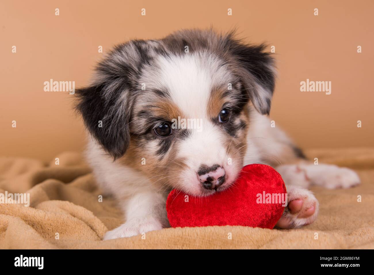 Red Merle Australian Shepherd puppy with copper points, six weeks old, sitting with red heart in front of light brown background Stock Photo