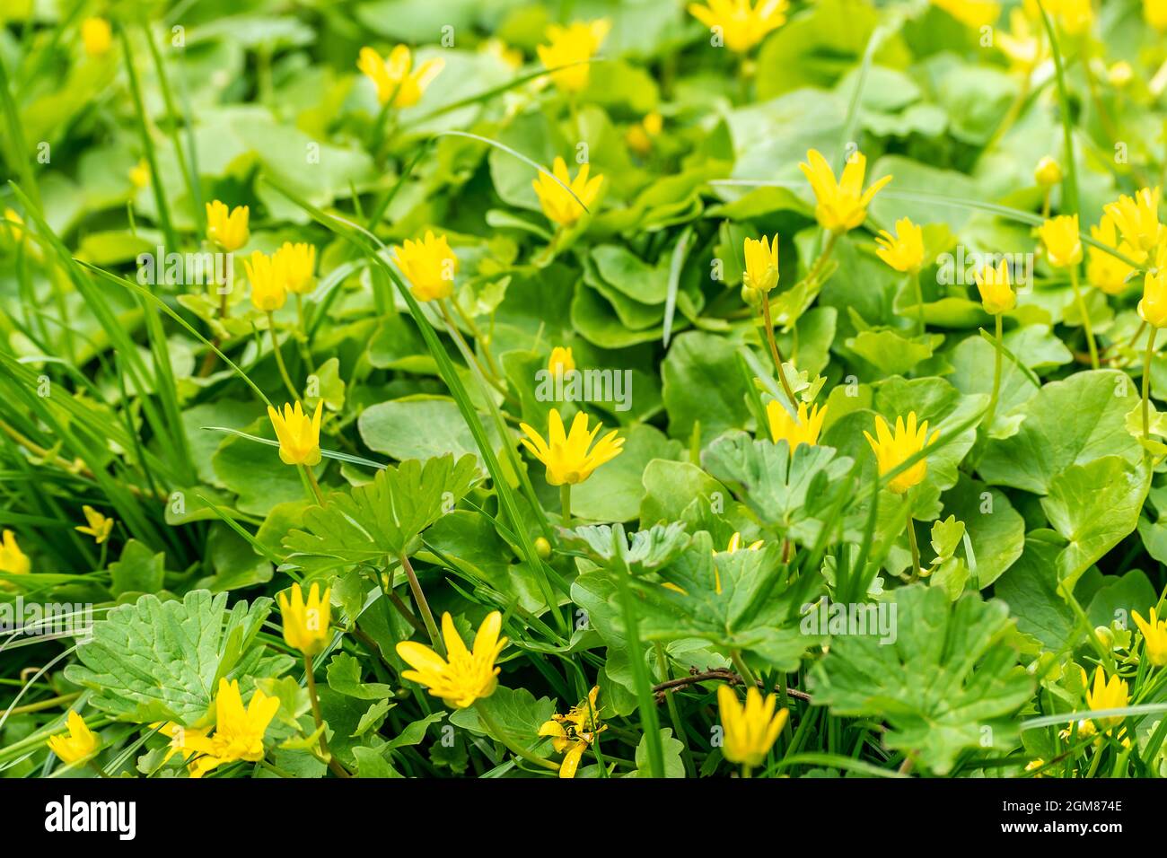 Spring flowers natural season hi-res stock photography and images - Alamy