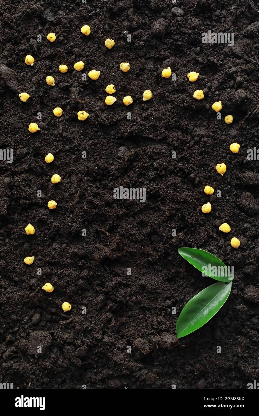 Spring Seeds Sprouting Seeds in the ground. Seed preparation for planting in the spring ...