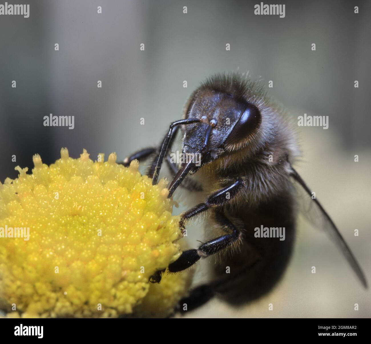 The Dark European Honey Bee, dark bee or black bee busy collecting