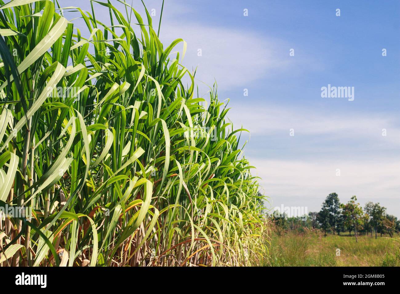 Sugar cane plantations in the green garden Stock Photo