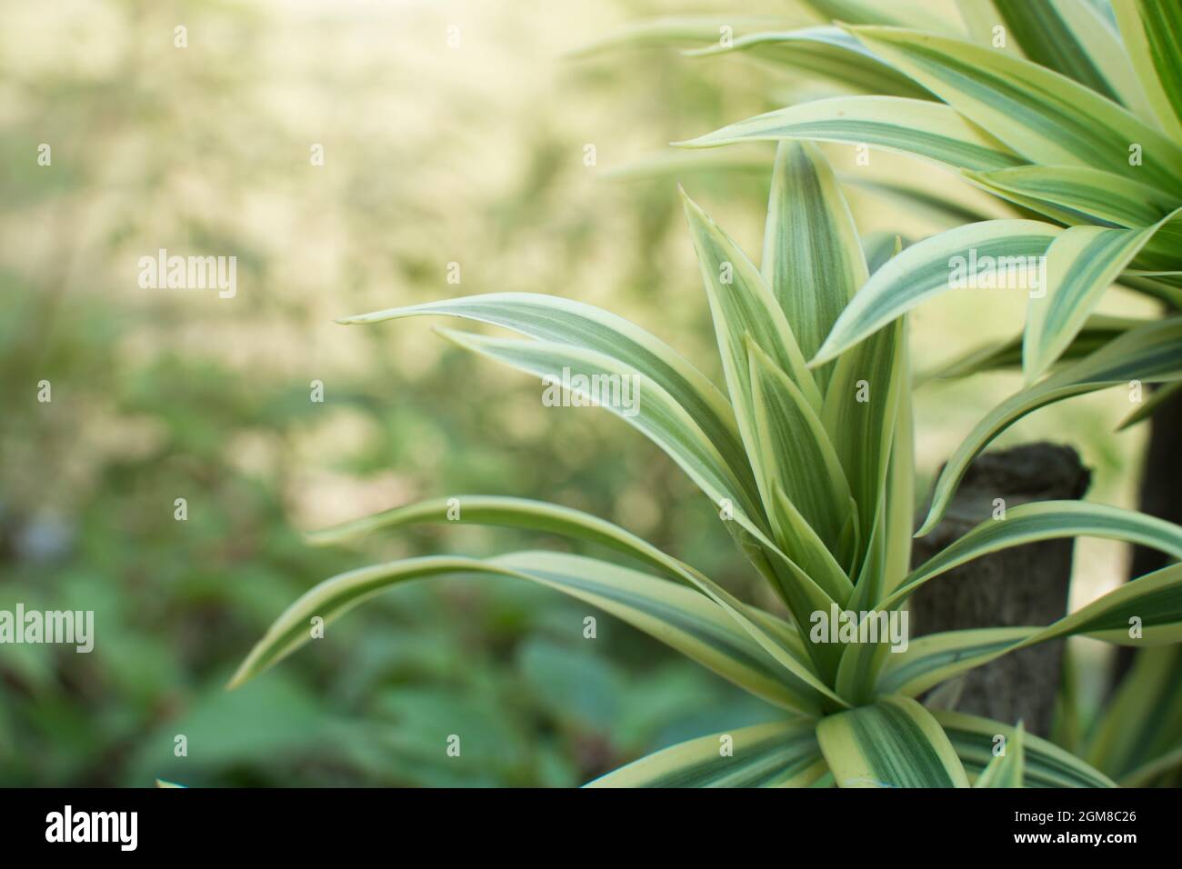 Dracaena green leaves close up for background. Stock Photo