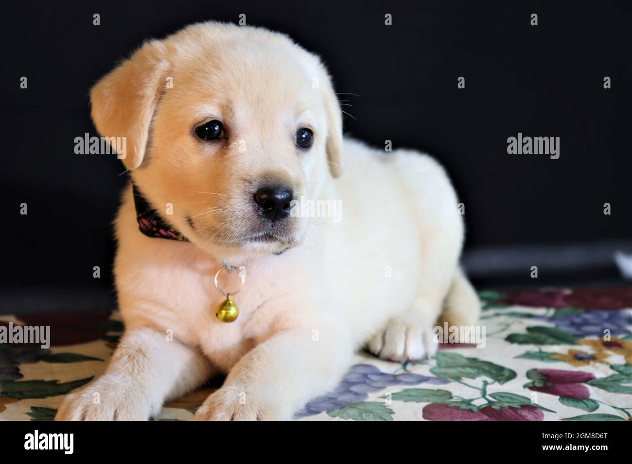 cute yellow puppy Labrador Retriever isolated on a black background Stock Photo - Alamy cute yellow puppy Labrador Retriever isolated on a black background Stock Photo - Alamy