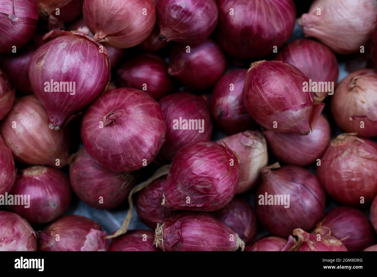 Harvested red onions in container Stock Photo Alamy