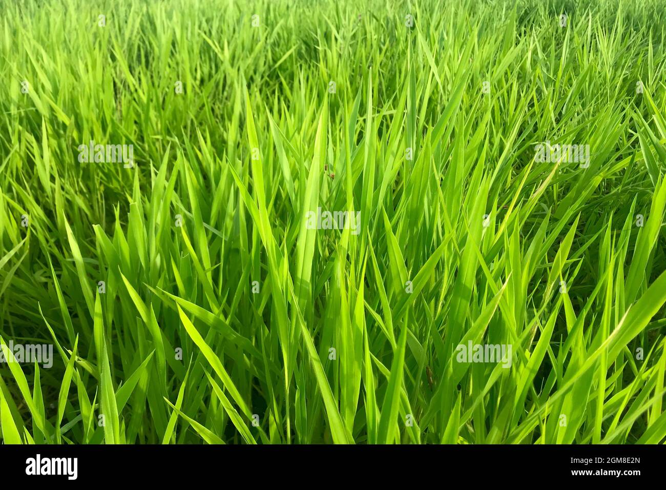Ruzi grass for feeding animal, Brachiaria ruziziensis Stock Photo