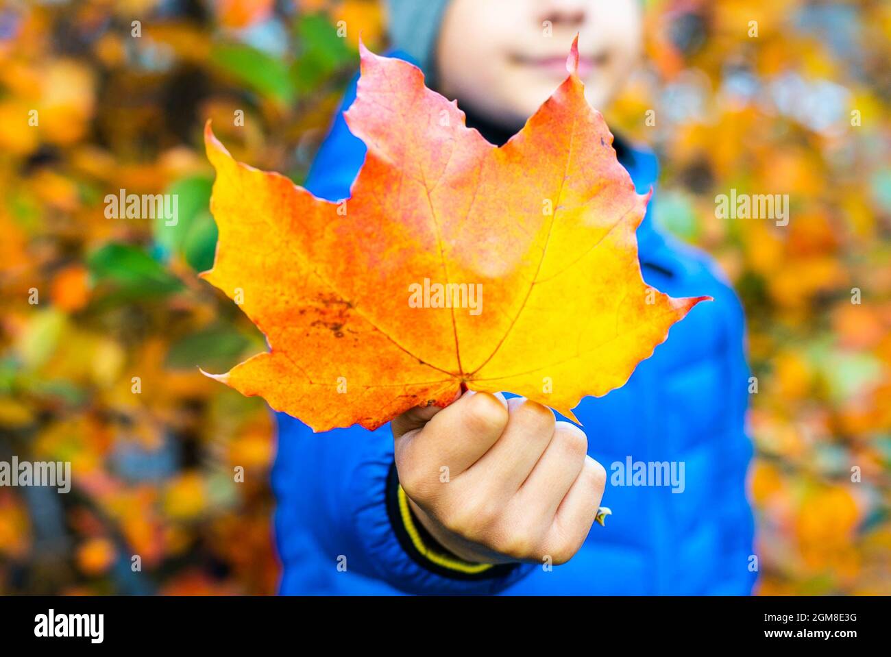 Boy are holding a one of yellow maple leave Stock Photo - Alamy