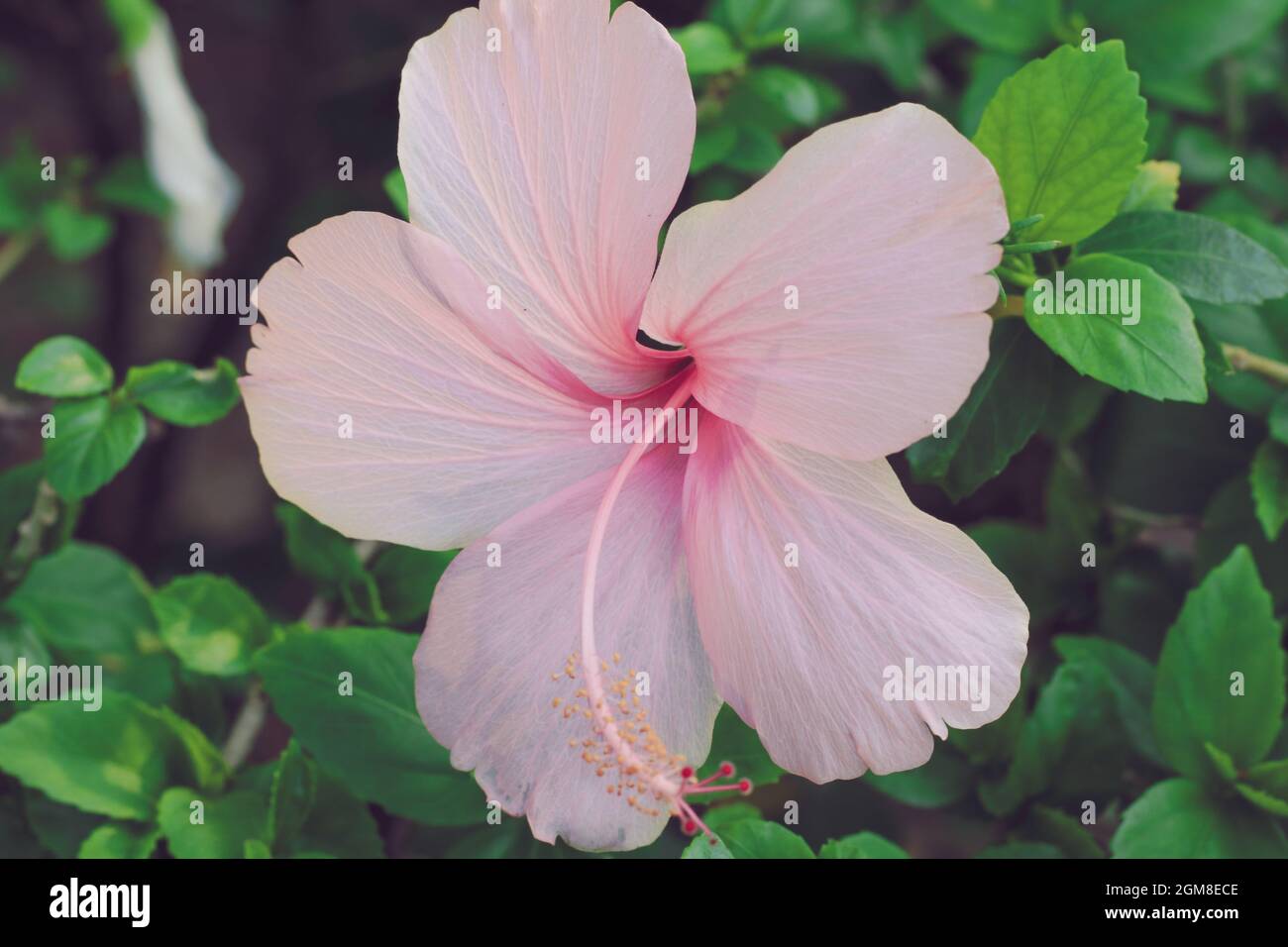 Pink hibiscus flower close hi-res stock photography and images - Alamy