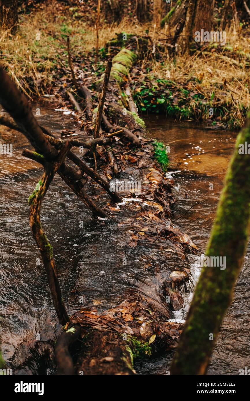 Autumn forest landscape with a small river Stock Photo - Alamy