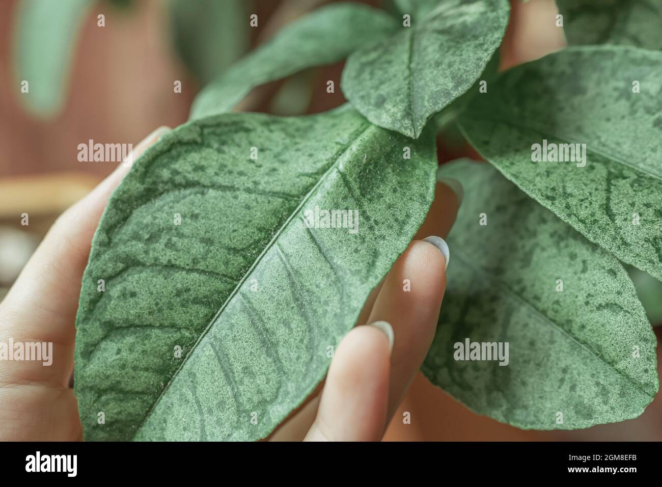 Lemon tree leaf infected with a virus or chlorosis disease Stock Photo