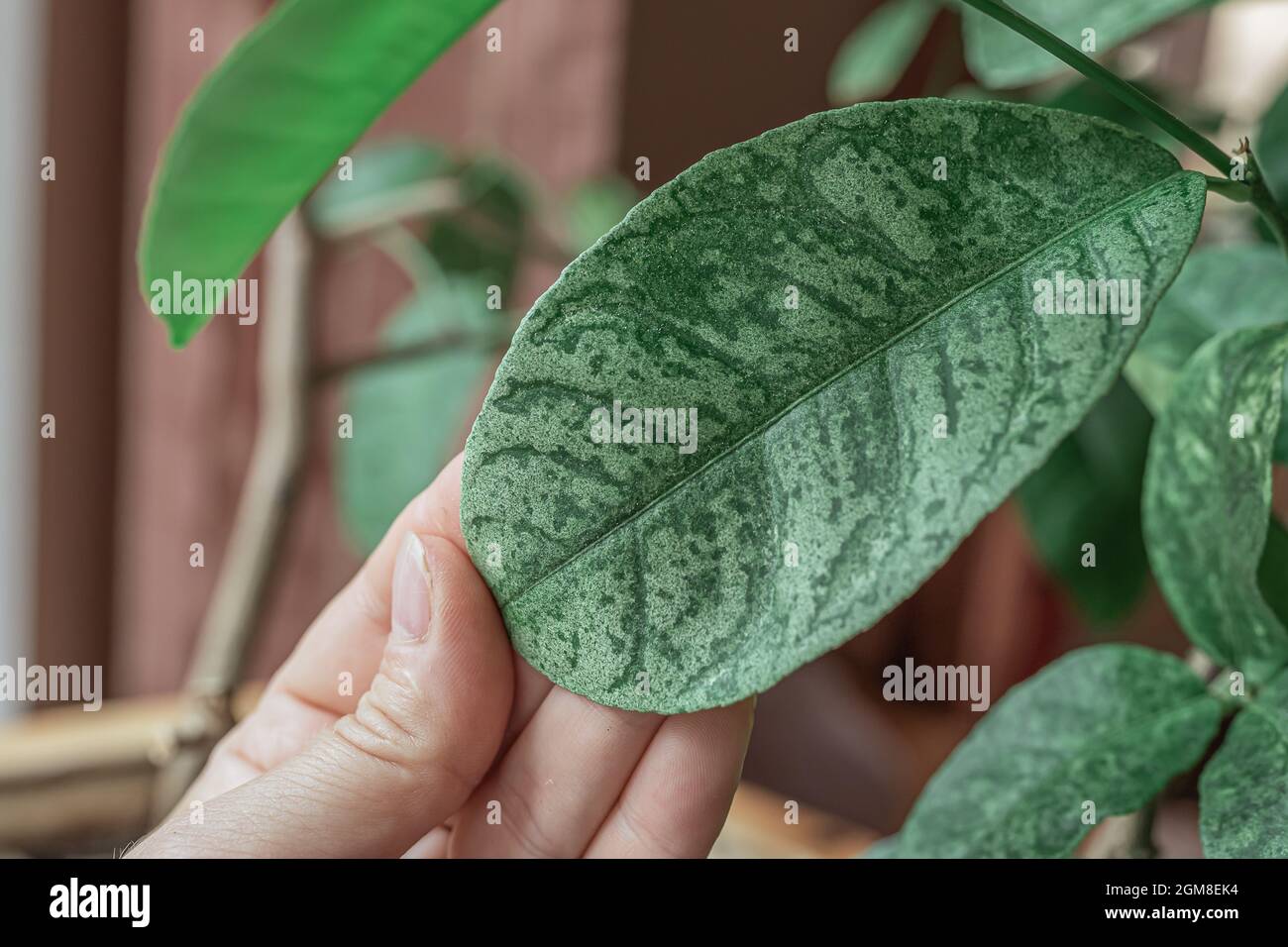 Lemon tree leaf infected with a virus or chlorosis disease Stock Photo