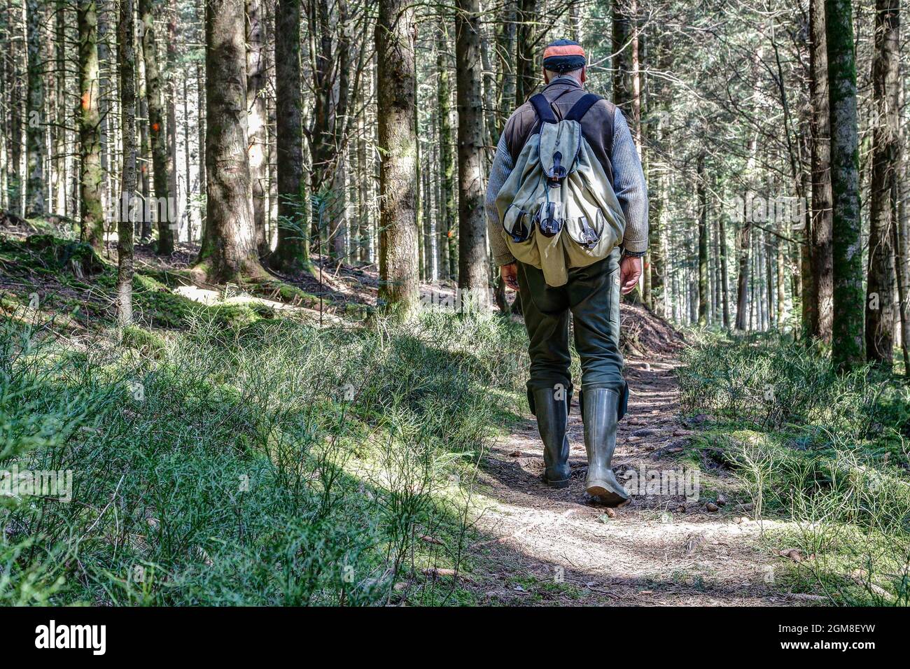 On a narrow path close to nature, a hiker walks through the typical Black Forest landscape. Stock Photo