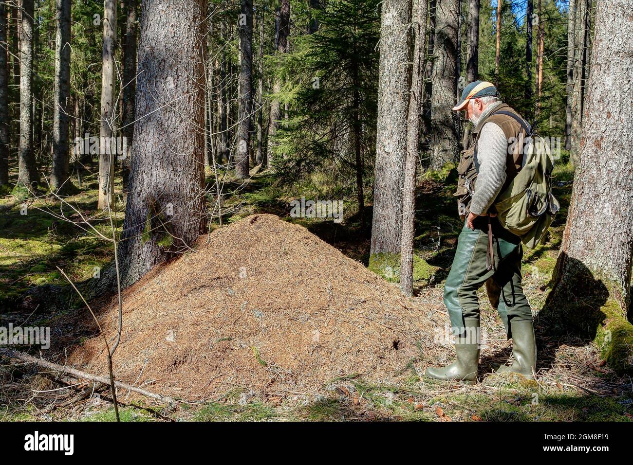 In spring, an keeper of ants  stands at an anthill in the forest. March is the season start for the forest ants. Stock Photo
