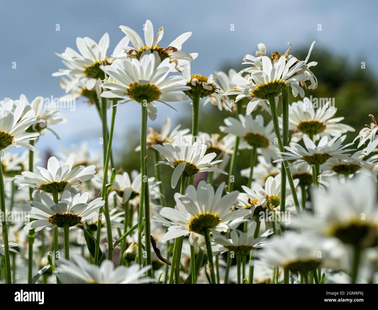 White oxeye daisies in a summer garden Stock Photo
