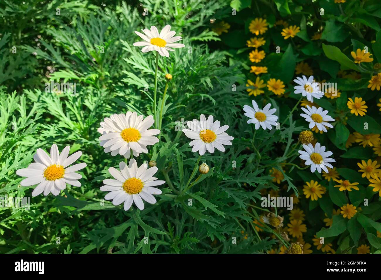 White Argyranthemum frutescens or Paris daisy marguerite Stock Photo