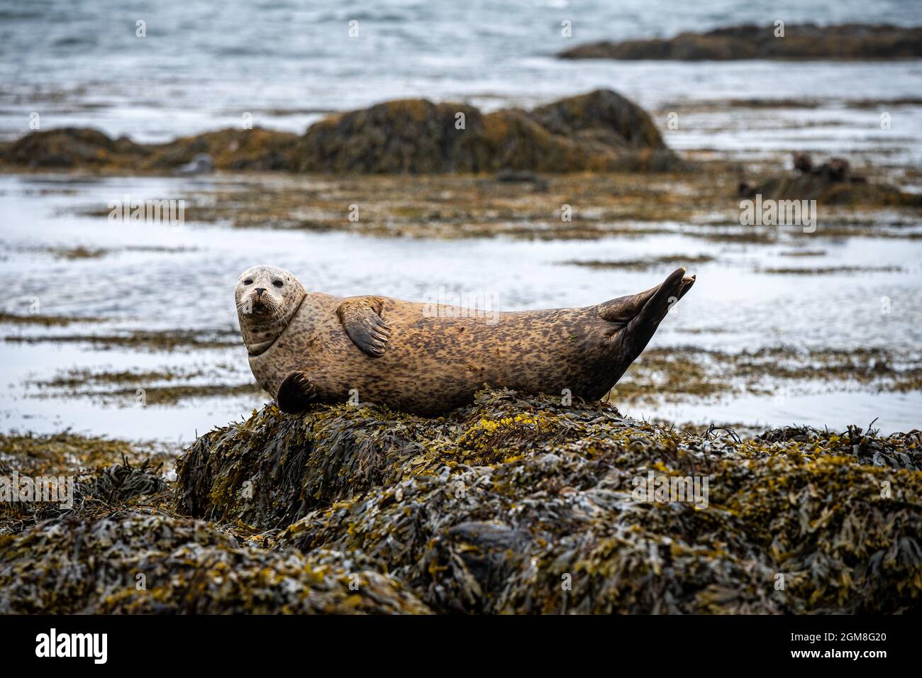 Seals ytri tunga beach hires stock photography and images Alamy