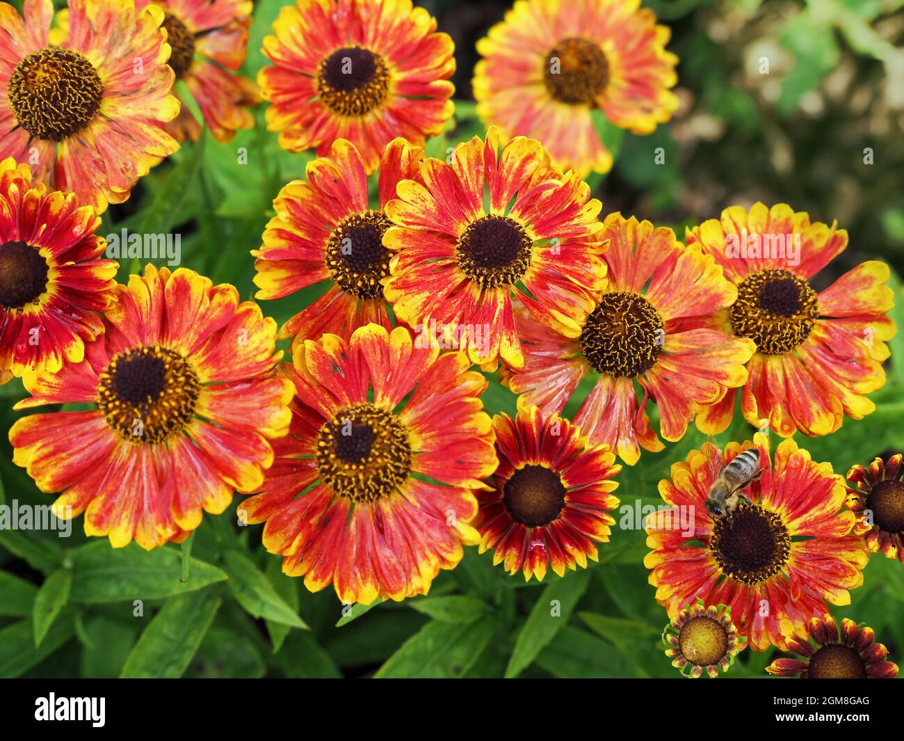 Blanketflower hires stock photography and images Alamy