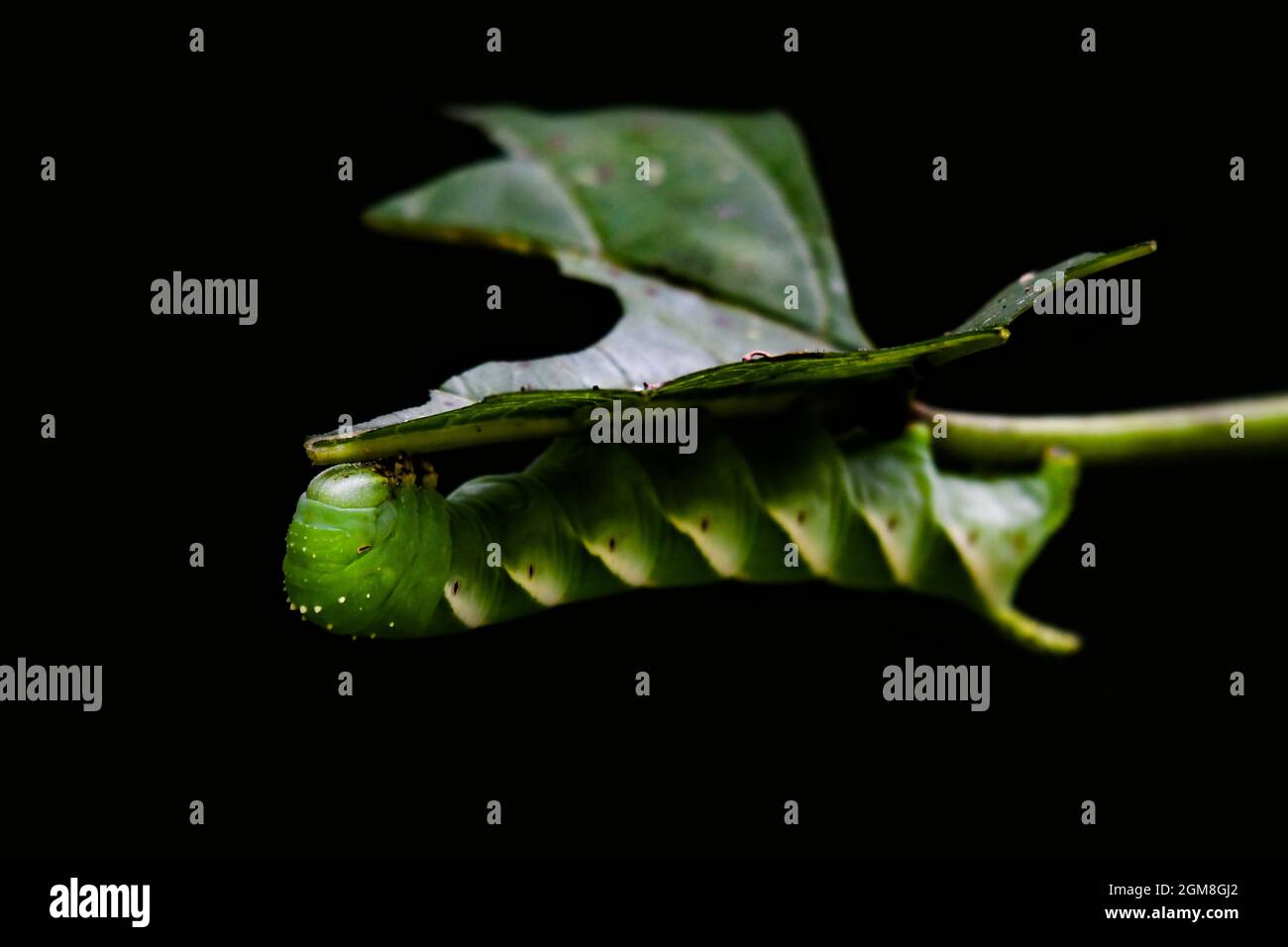 A green Caterpillar eating a leaf Stock Photo - Alamy