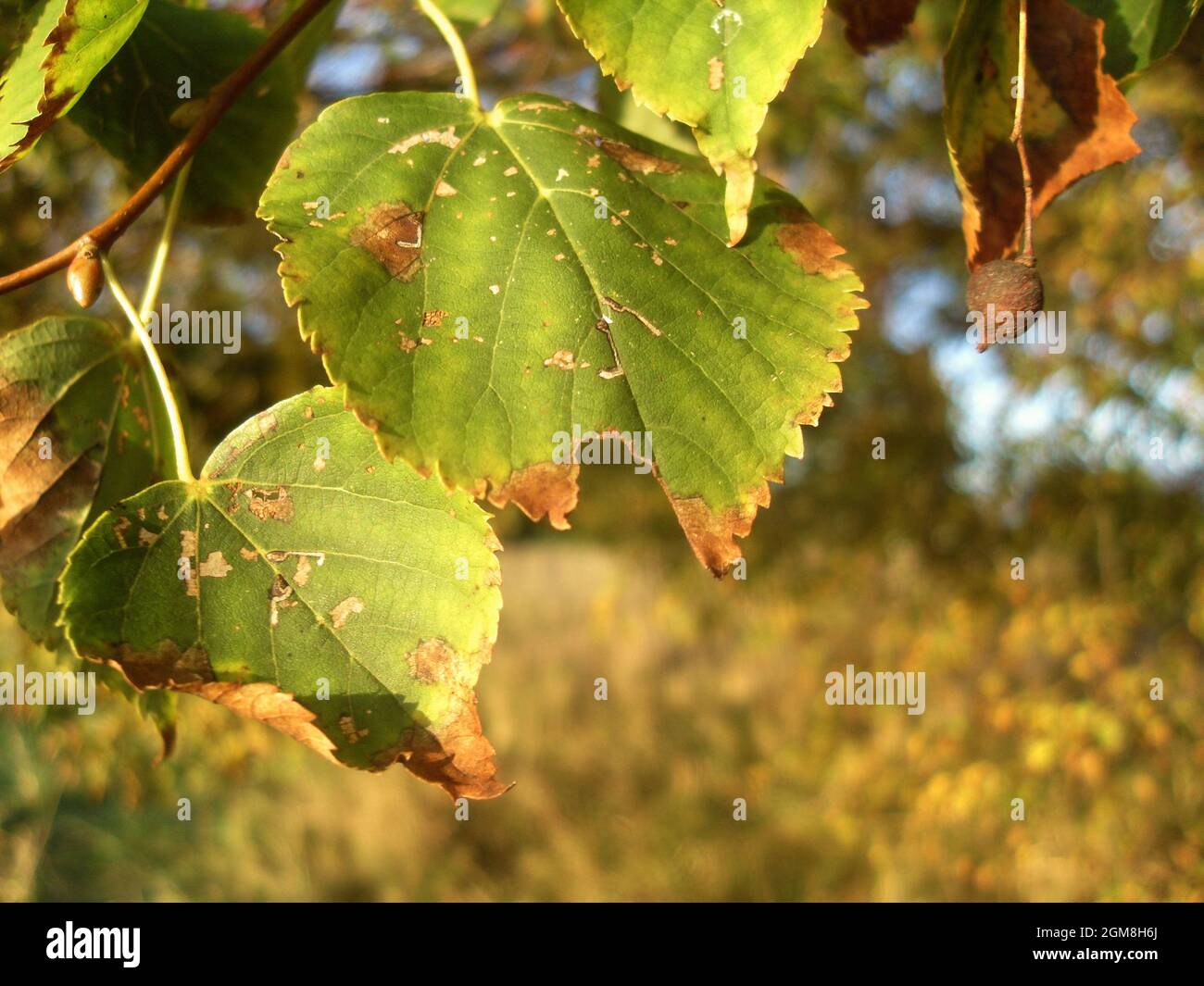 Basswood autumn Leaves Stock Photo Alamy