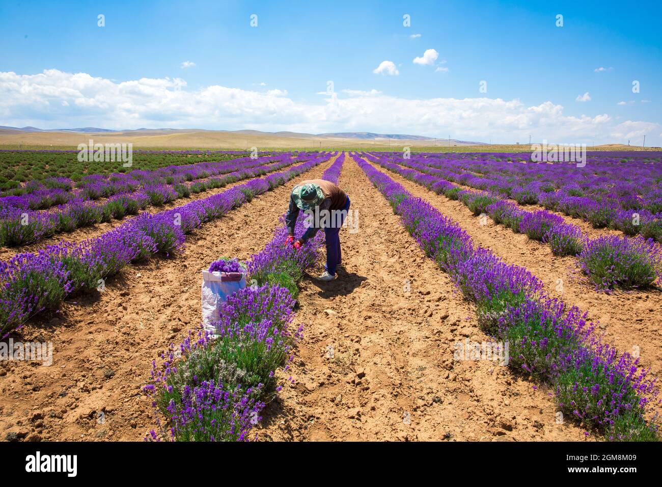Flower Farmer or Worker in the Lavender Field during Lavender harvest, Man collects lavender by hand. Stock Photo