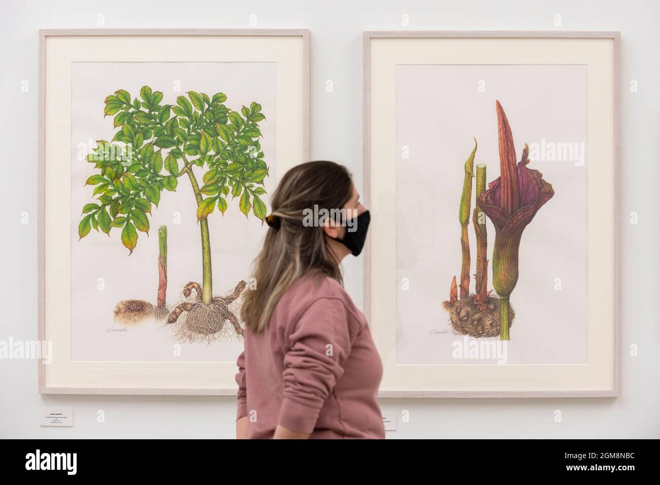 London, UK. 17 September 2021. A staff member views illustrations of