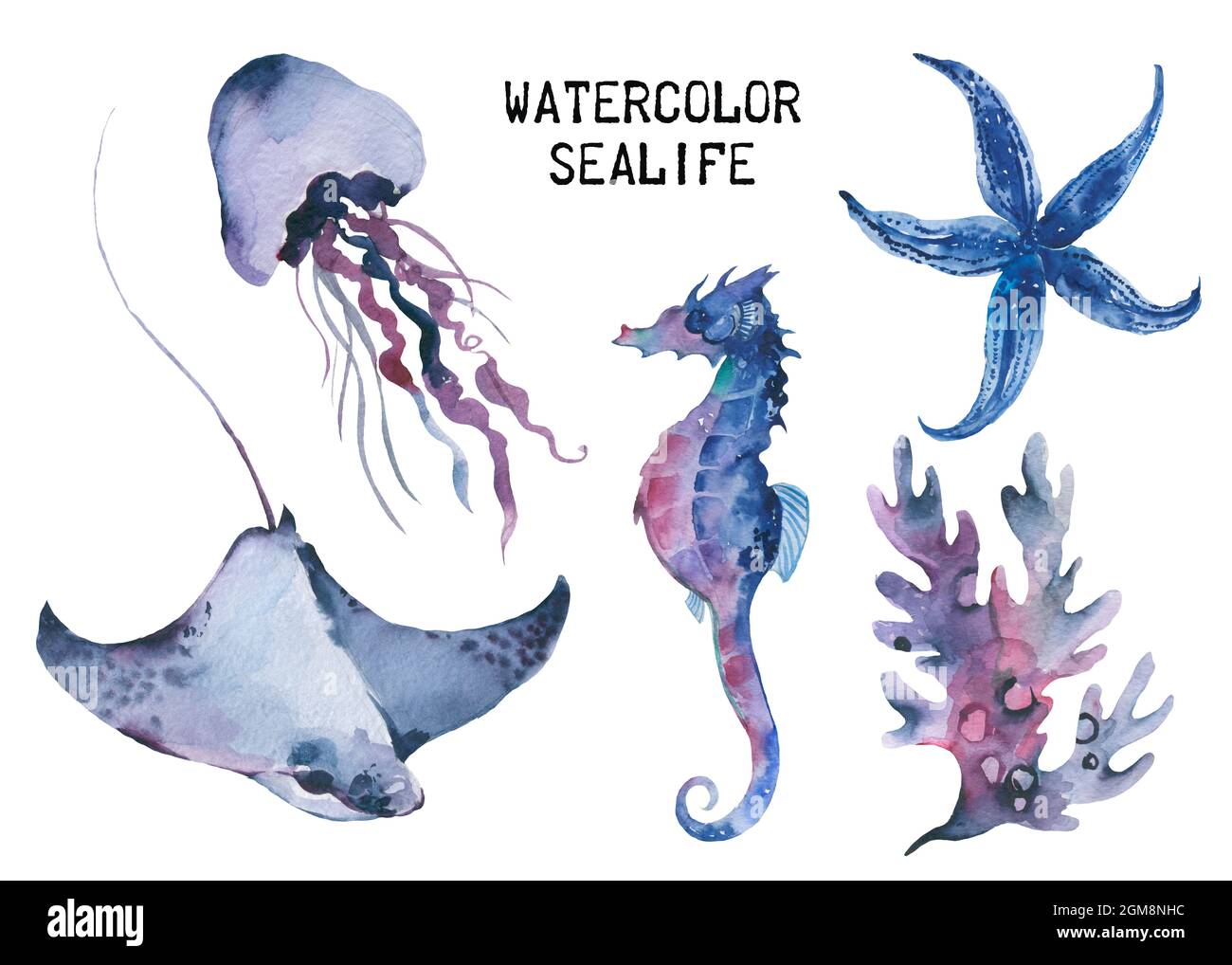 Sea Life Watercolor ocean animals set. isolated objects, illustrstion on white background Stock Photo - Alamy Sea Life Watercolor ocean animals set. isolated objects, illustrstion on white background Stock Photo - Alamy