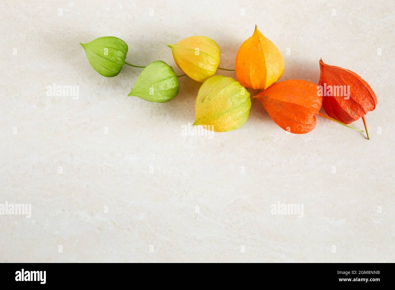 Rainbow colors chinese lantern plant on pastel background Stock Photo
