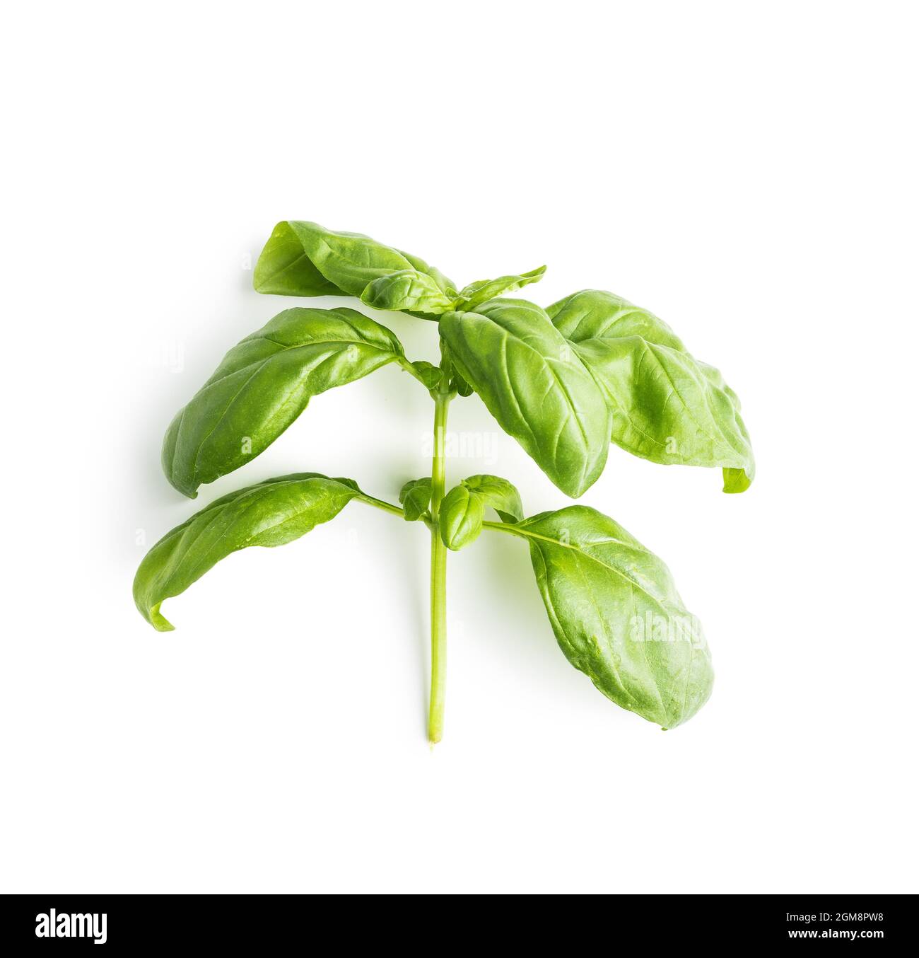 Fresh green basil leaves isolated on white background. Stock Photo