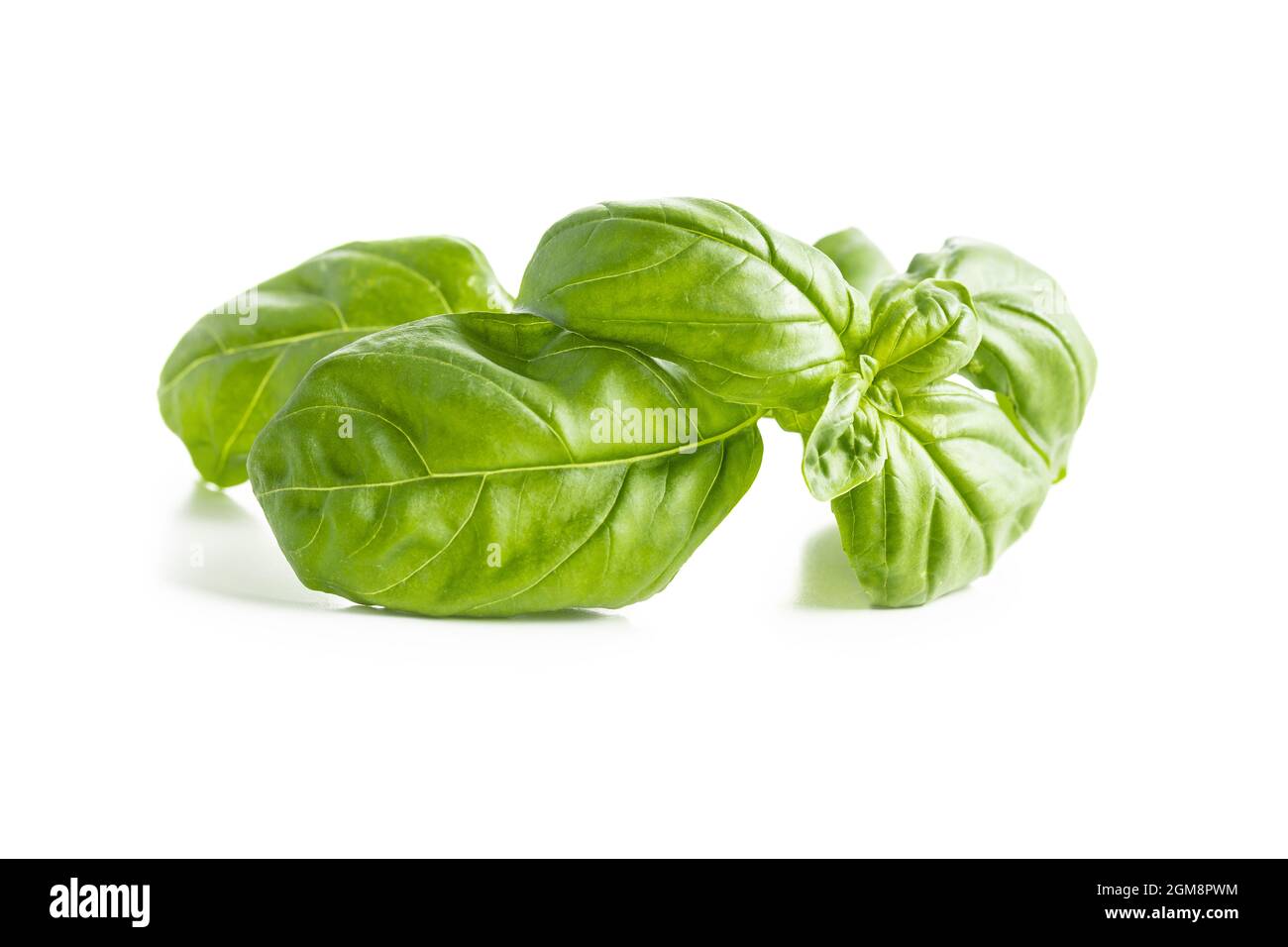 Fresh green basil leaves isolated on white background. Stock Photo