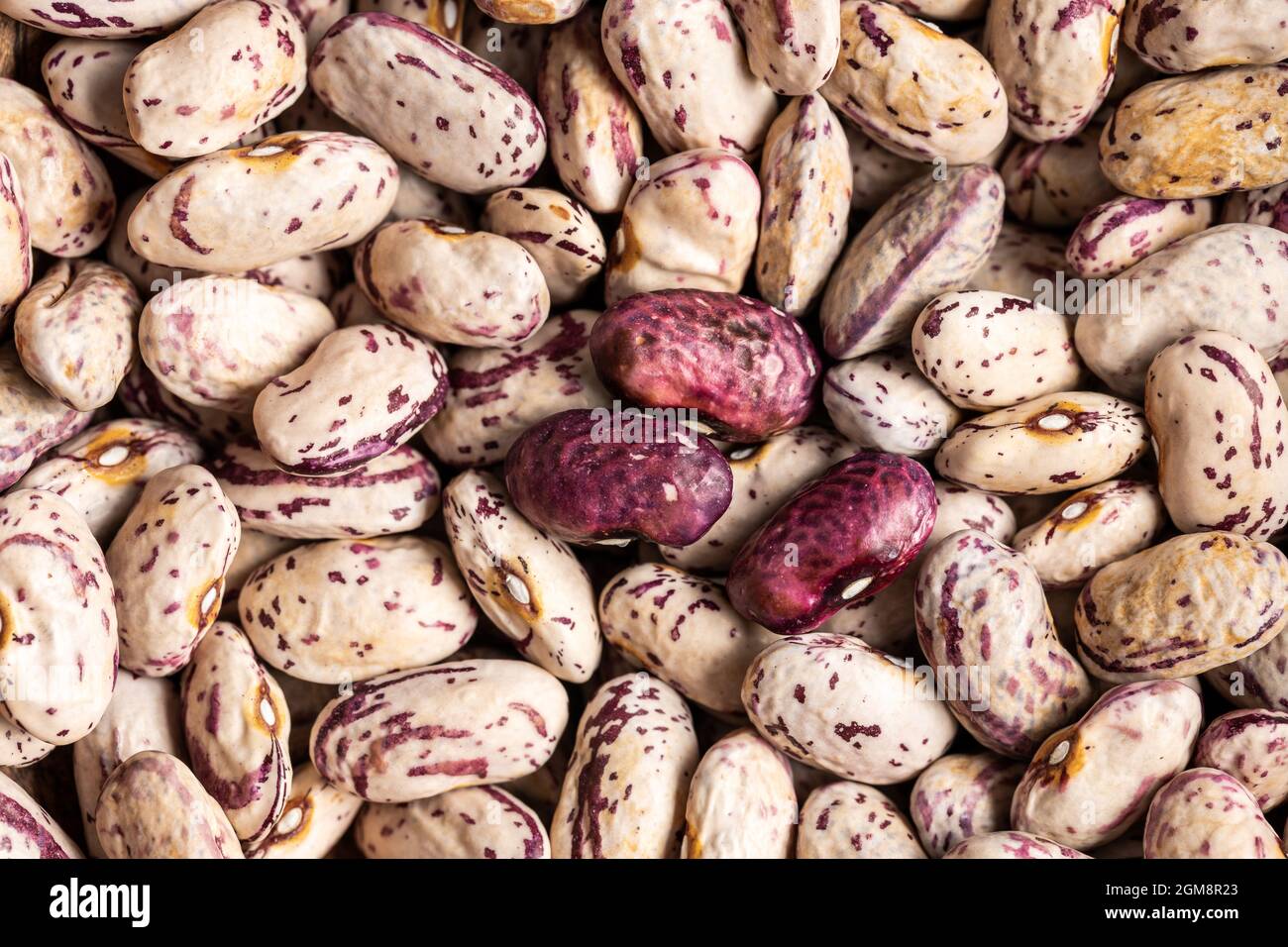 Dried cranberry beans. Borlotti beans. Top view. Stock Photo