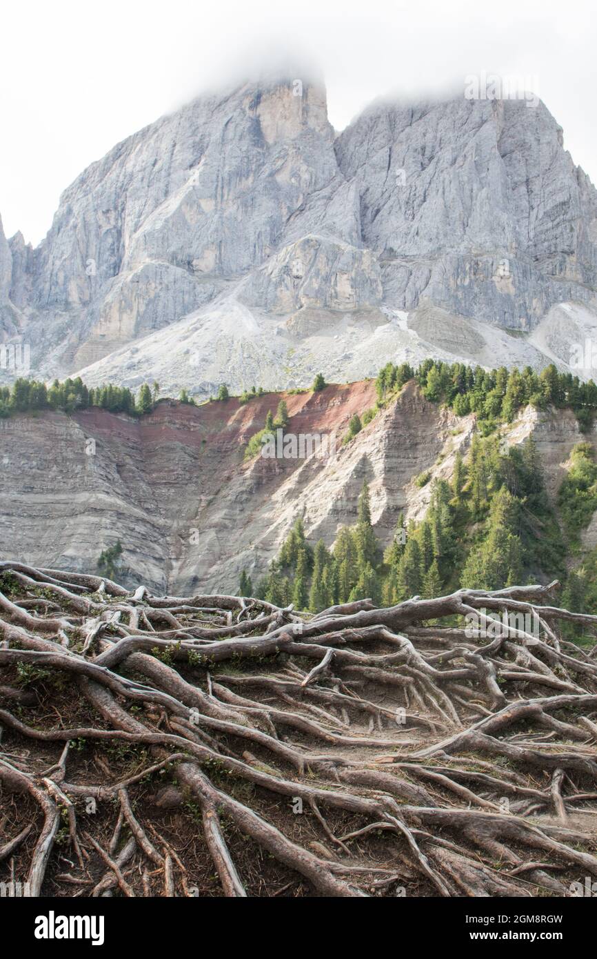 Roots tree rock 2021 hi-res stock photography and images - Alamy
