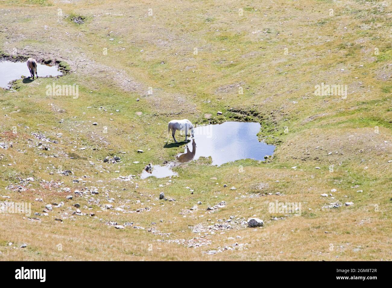August 21, 2021: white horse drinks in a puddle of water, Italy Stock ...