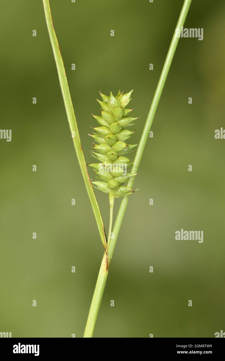 Dotted Sedge - Carex punctata Stock Photo