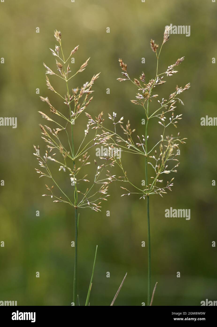 Creeping Bent - Agrostis stolonifera Stock Photo