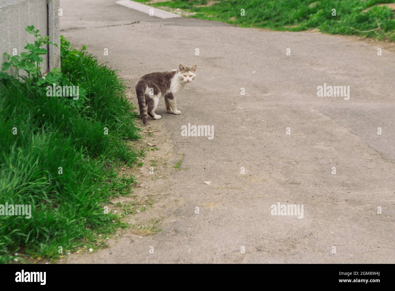 Stray cat standing on the street and looking back Stock Photo - Alamy