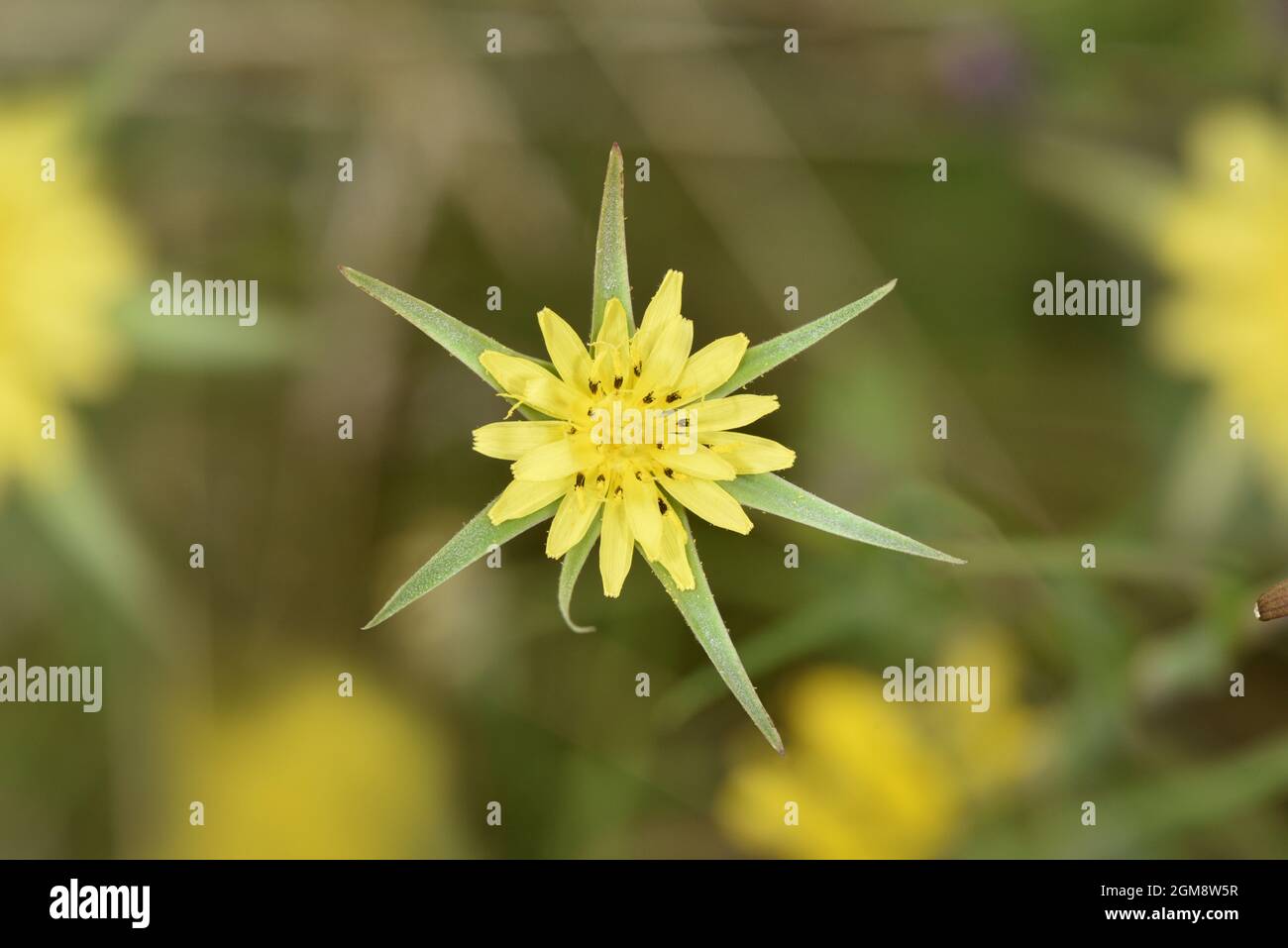 Goat's-beard - Tragopogon pratensis Stock Photo