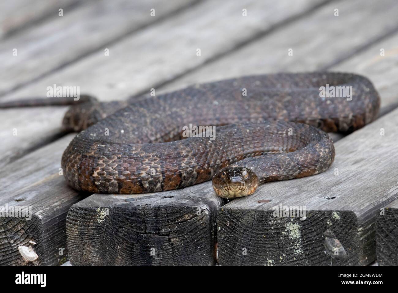 Prairieville, Michigan - A Northern Water Snake (Nerodia sipedon) on a wooden dock on a small west Michigan lake. Stock Photo