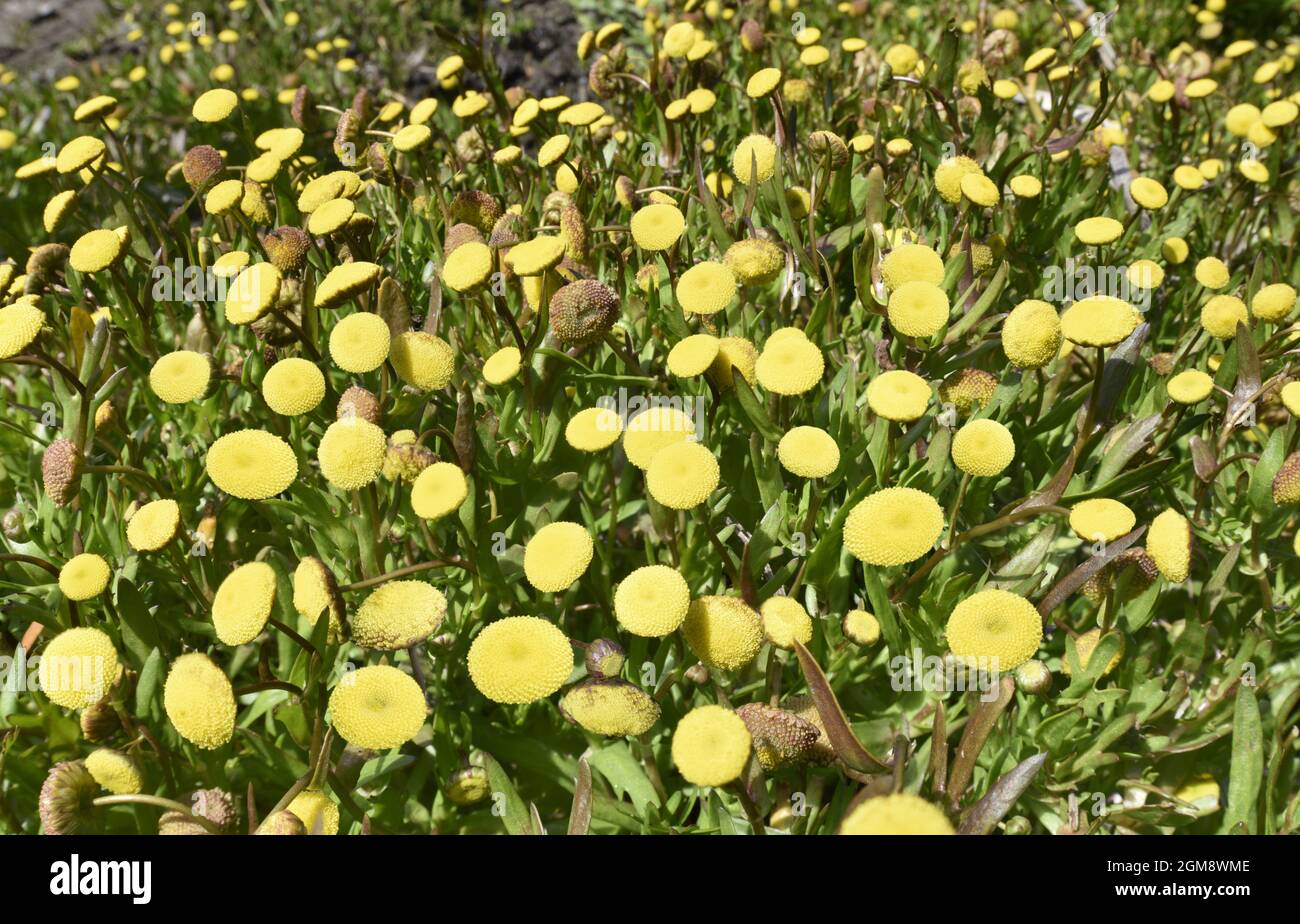Buttonweed - Cotula coronopifolia Stock Photo