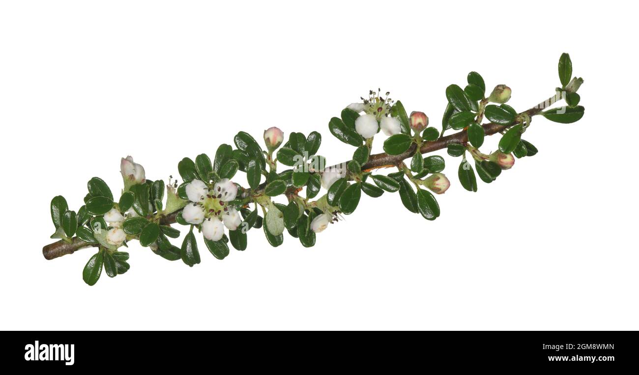mall-leaved Cotoneaster - Cotoneaster Chaenopetalum microphyllus Stock Photo