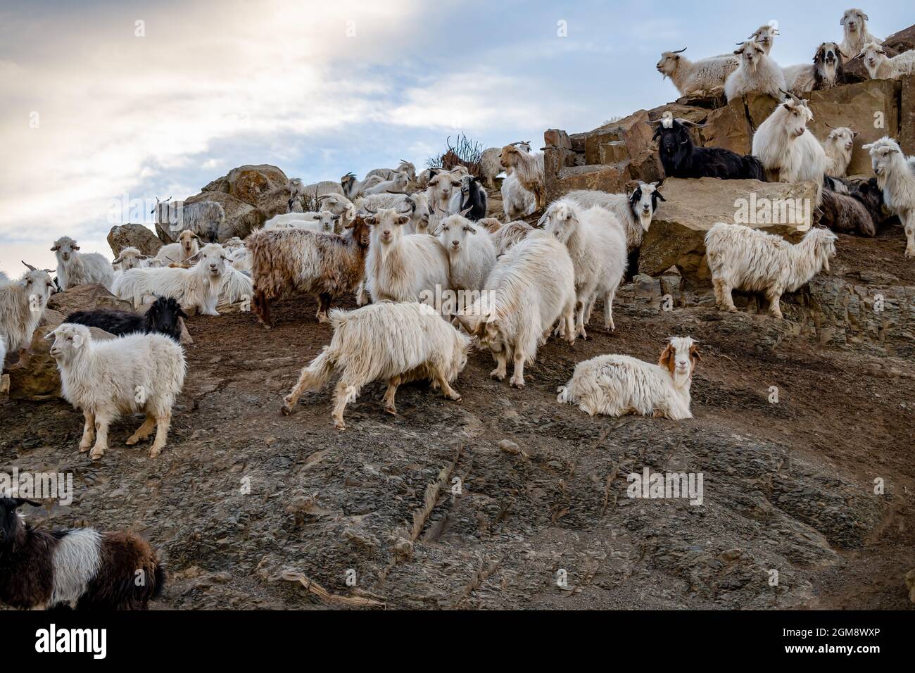 Herd of goats on mountain pasture under a cloudy sky in Argentina Stock ...
