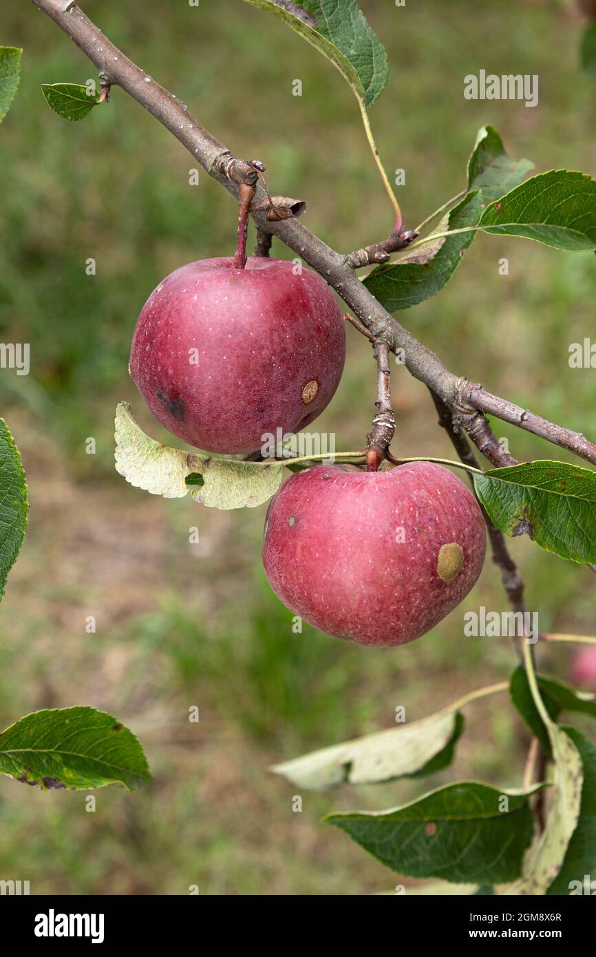 two red ripe apples hanging on branch against background of green foliage, fruits in garden, side view, close-up Stock Photo