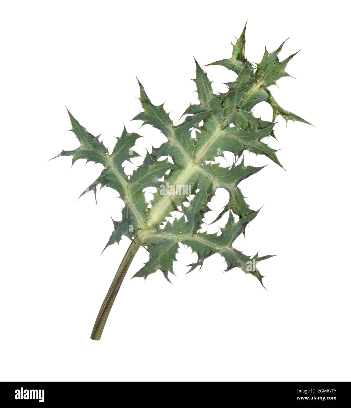 Field Eryngo Eryngium campestre Stock Photo Alamy