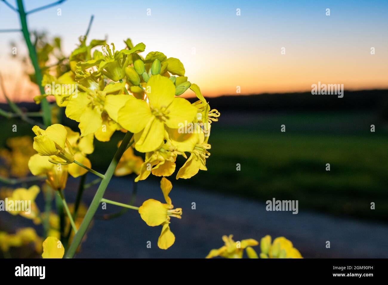 Bright yellow flowering rapeseed (Brassica napus) in rural landscape in summer in Germany, close up and selective focus. Stock Photo