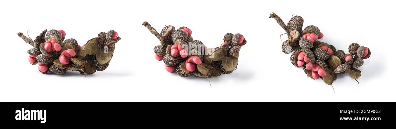 pinkish red, glossy seeds and seed pod of magnolia champaca or champak tree, commony called as joy perfume tree, yellow jade orchid Stock Photo