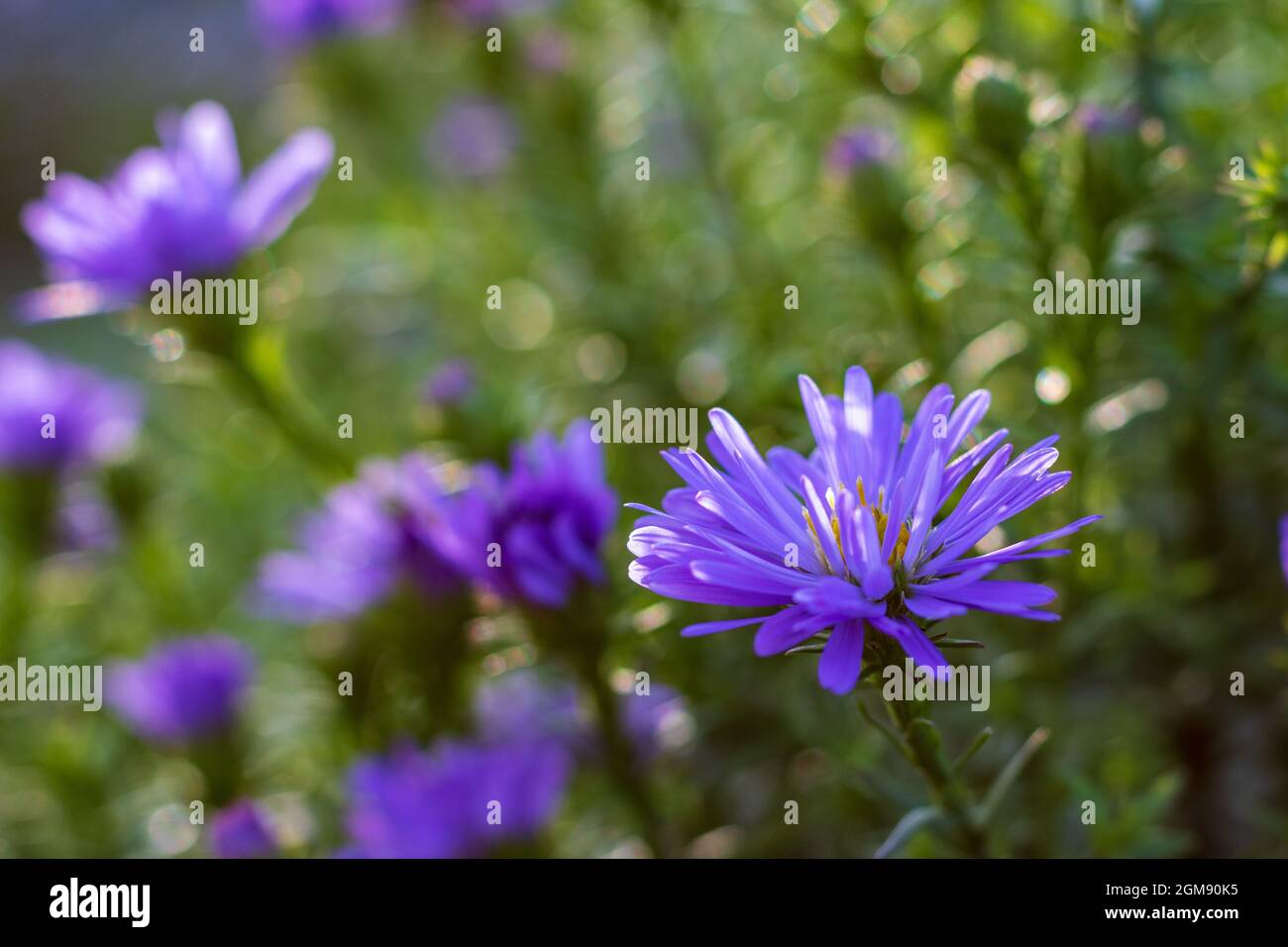 purple aster flowers in the green meadow, closeup and selective focus Stock Photo